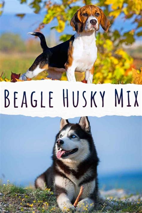 Beagle Husky Mix - Inspired Combination, Or Terrible Idea?