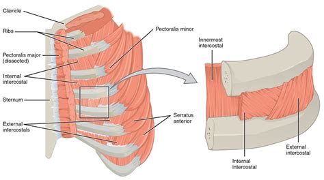 Axial Muscles of the Abdominal Wall and Thorax | Anatomy and Physiology I