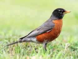 Michigan State Bird: Robin (Turdus migratorius)