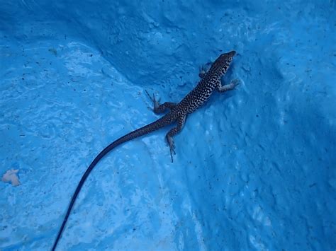 WESTERN WHIPTAIL | lakedonpedro.org