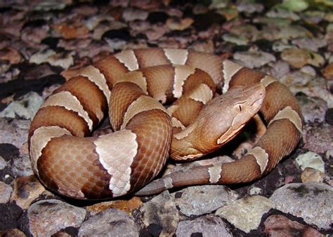 Carpet Viper Snake Facts - Carpet Vidalondon