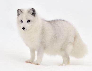 Arctic Fox - Seekers Wiki