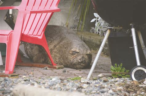 Juvenile elephant seal molting on Port Townsend beach | Peninsula Daily ...