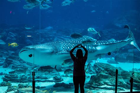 Celebrate World Ocean Day at Georgia Aquarium