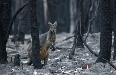 Animals in the Fire Zone: Why Care About One and Ignore the Other ...