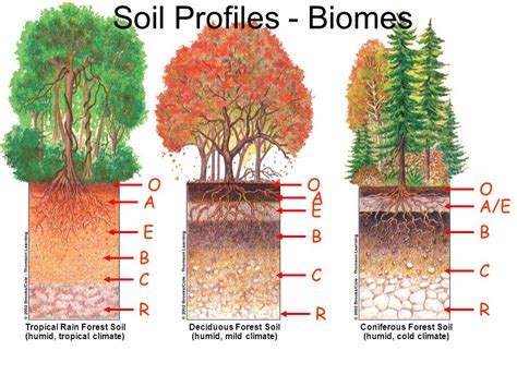 Soil - Tropical Rainforests