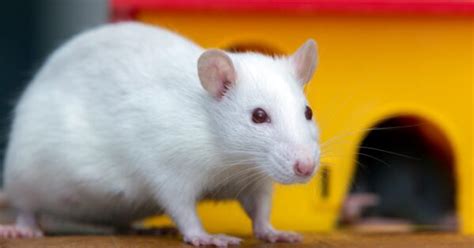 Rat Gestation Period: How Long Are Rats Pregnant? - A-Z Animals