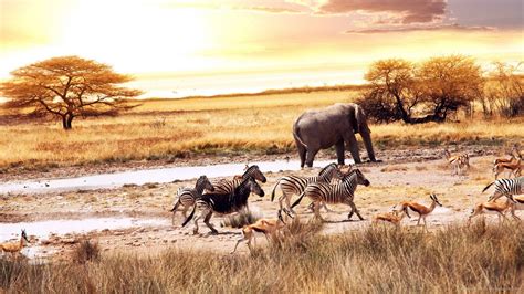 African Wildlife Wallpaper