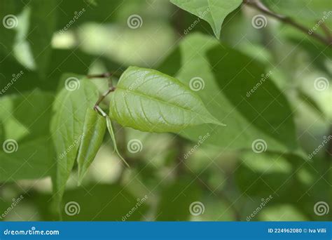 Japanese knotweed stock photo. Image of nature, summer - 224962080