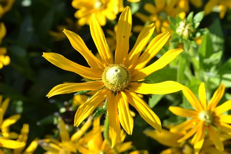 Yellow Coneflower - Green Thumb Advice