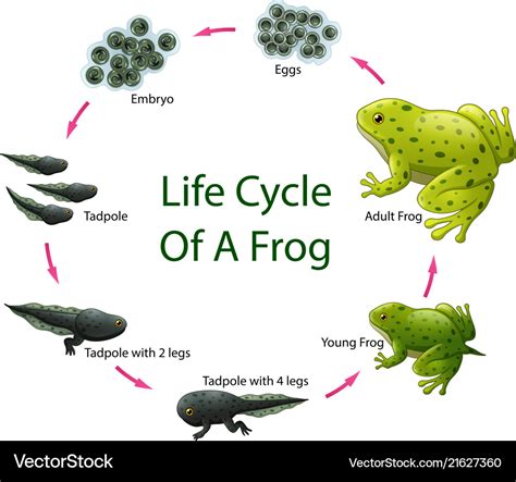 Frog Life Cycle Infographic Diagram Cartoon Vector Cartoondealer Com | Sexiz Pix