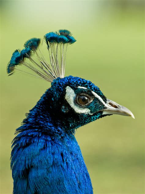 Indian Peacock | Indian Peacock at Whipsnade Zoo, Dunstable … | Flickr