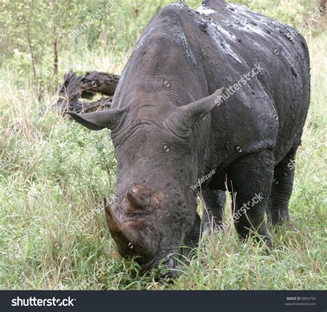 Rhino Eating Grass Stock Photo 8892754 : Shutterstock