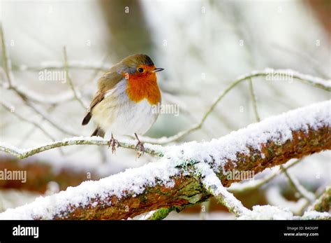 Robin on a snowy branch Stock Photo - Alamy