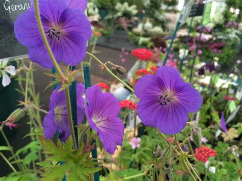 Hardy Geraniums – Plants Shoots and Leaves