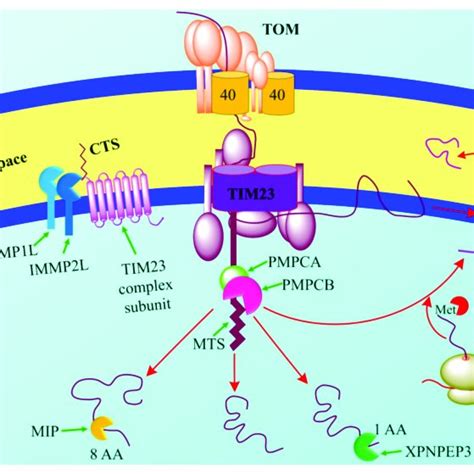 The mechanism of action of mitoprotease peptidases. Mitoproteases are ...