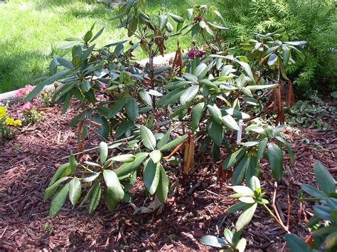 Tips & Information about Rhododendrons - Gardening Know How