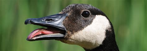 Uncovering Goose Teeth: Facts, Myths, and Surprising Discoveries ...