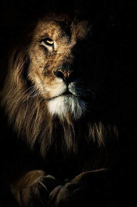 Top 10 Photos of Big Cats | Big cats, Lion images, Lion pictures