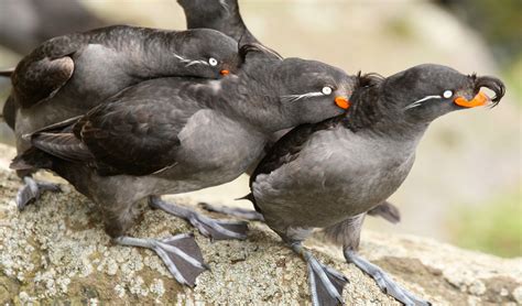 Better Know a Bird: The Wild and Kinky Mating Rituals of the Crested ...