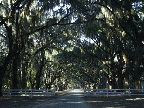 Savannah - Wormsloe Plantation - Singular Scene