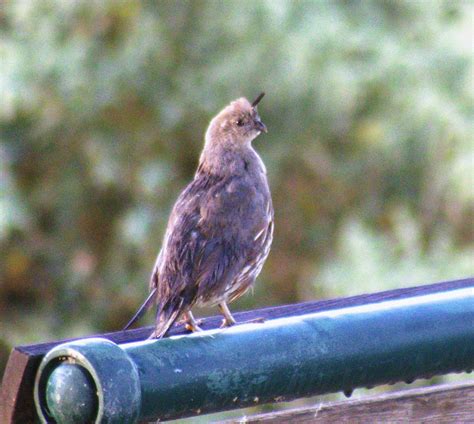 eBird Checklist - 10 Sep 2022 - Riparian Preserve at Gilbert Water Ranch - 1 species