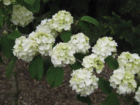 Viburnum plicatum f. plicatum ‘Popcorn’ - Nursery Management