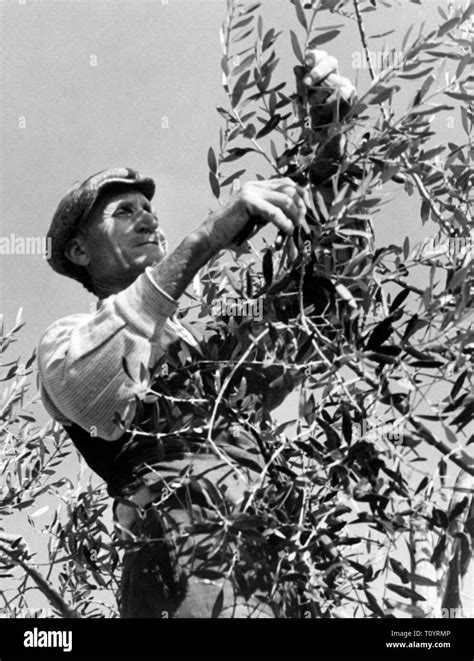 pruning, olive trees, 1950 Stock Photo - Alamy