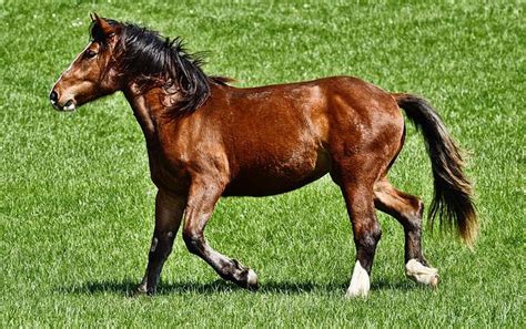 81 Perfect French Horse Names For Your Show Horse | Kidadl