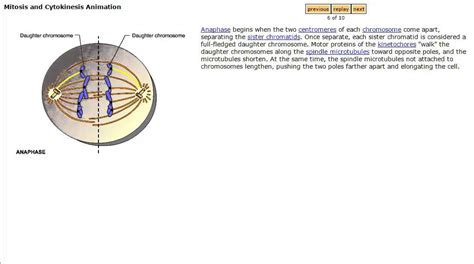 Mitosis and Cytokinesis Animation from Mastering Biology - YouTube