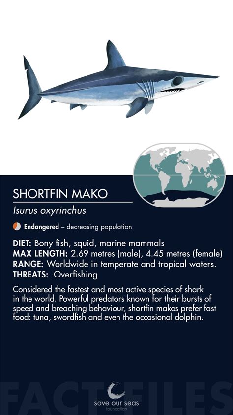 Shortfin Mako shark - Save Our Seas Foundation