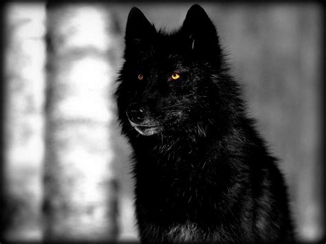 Lone Black Wolf Wallpapers - Top Free Lone Black Wolf Backgrounds - WallpaperAccess