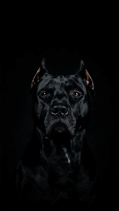 Black Pitbull Dog (1080×1920) : r/Amoledbackgrounds