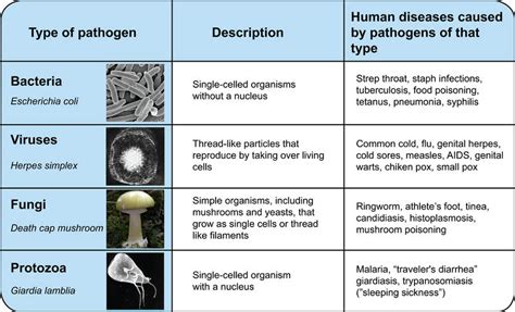 13.47: Barriers to Pathogens - Biology LibreTexts
