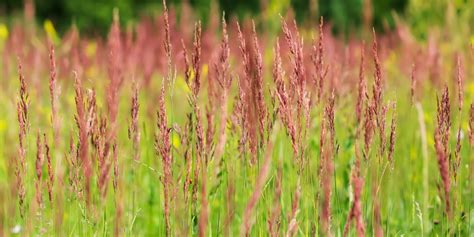 When to Plant Creeping Red Fescue [And How to Make Sure it Thrives]