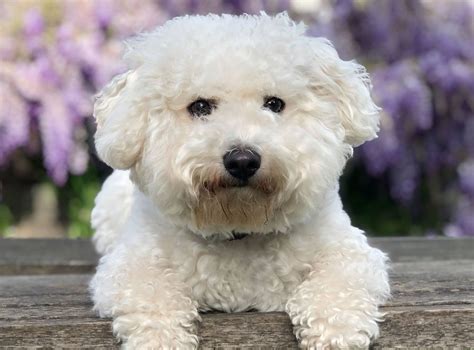 Bichon Frise | Description, Behavior, & Facts | Britannica