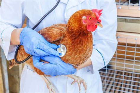 Marek's Disease in Chickens: Symptoms, Prevention, and Treatment - Know ...