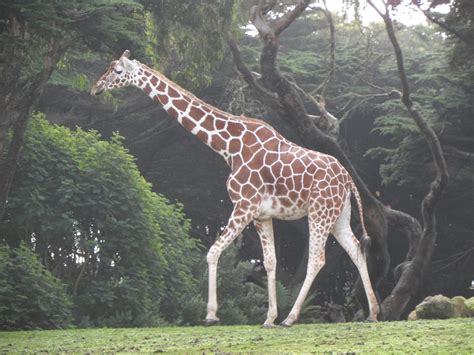 Reticulated Giraffe by kayosa-stock on deviantART