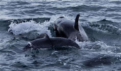 Whale Watching with Island Adventures out of Anacortes, Wa.- Photo Credit- Cathy Miller Scott ...