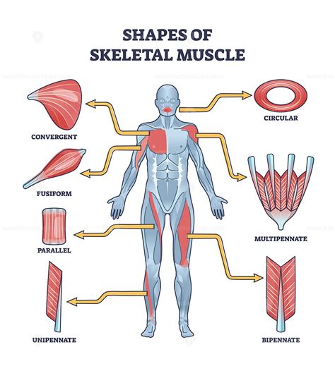 Shapes of skeletal muscles with various muscular types outline diagram. Labeled educational ...