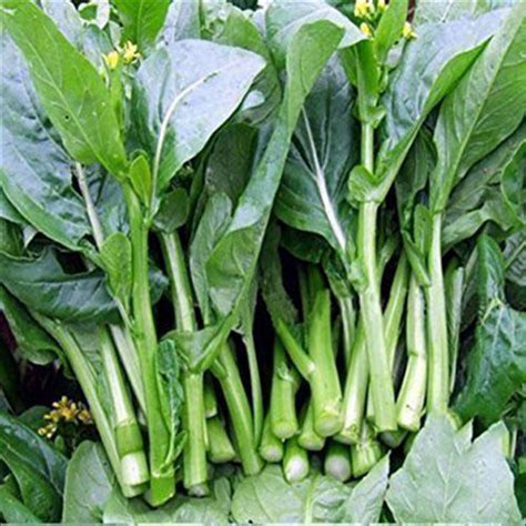 Canton Bok Choy Chinese Cabbage Wong Bok 200 Seeds Green Vegetable Home Garden 199011766408 | eBay