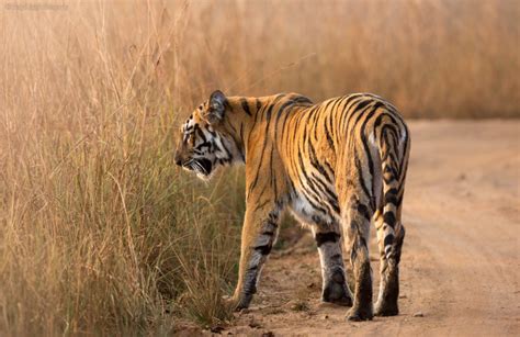 Bandhavgarh National Park - Edge of Wild Travel & Photography