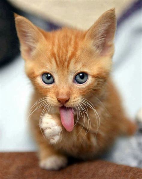 Lengua Kittens And Puppies, Cute Cats And Kittens, Baby Cats, Kittens ...