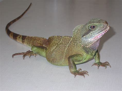 Water Dragon Lizard Pet - Pet Spares