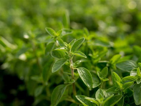 Sweet Leaf Stevia - Jeffries Nurseries