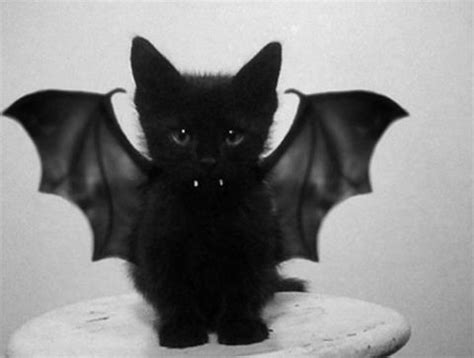 Bat Cat Pictures, Photos, and Images for Facebook, Tumblr, Pinterest ...