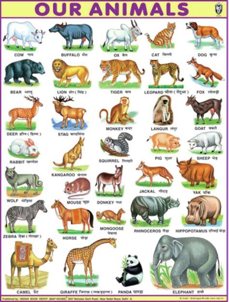 Zoo Animal Chart