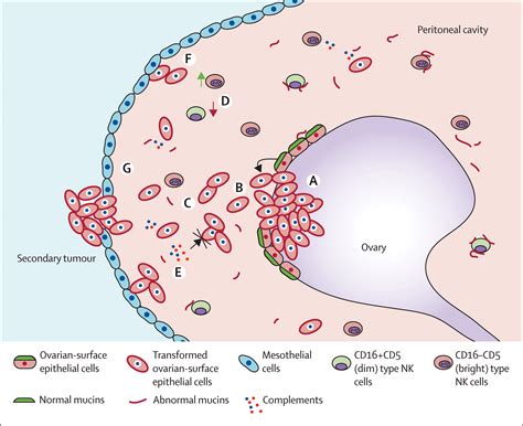 Clinical potential of mucins in diagnosis, prognosis, and therapy of ...