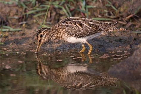 Common Snipe Bird in Its Habitat in the Wetlands Stock Image - Image of ...