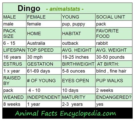 Dingo Facts - Animal Facts Encyclopedia